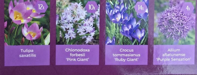 Nectar Flowers for Pollinators Purple Collection.. 40 Mixed bulbs ..including tulips ,crocus ,alliums