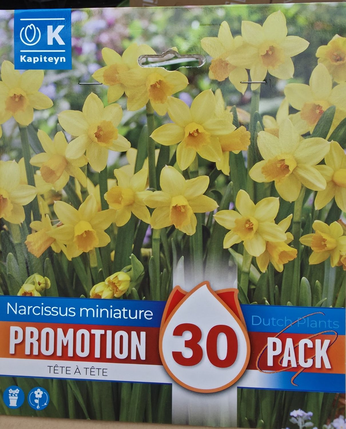 30 Narcissus ''Tete A Tete''