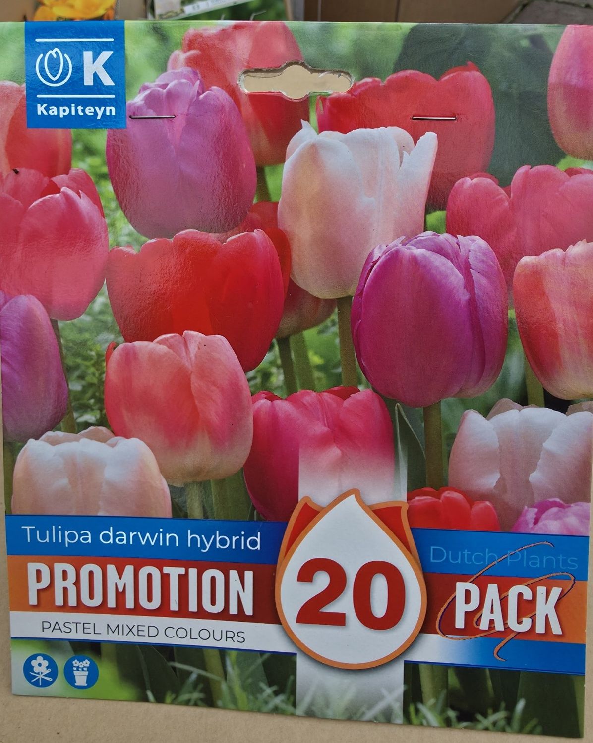 20 Tulip darwin hybrid - PASTEL Mixed colours