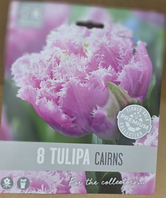 8 Tulip ''Cairns''