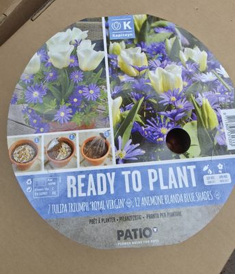 Ready To Plant ''Tulip &amp; Anemone''