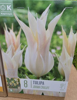 8 Tulip ''Johan Cruijff''