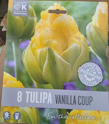 8   Tulips  ''Vanilla Coup''