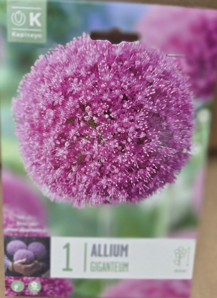 1 Allium ''Giganteum''