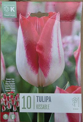 10 Tulips ''Kissable''