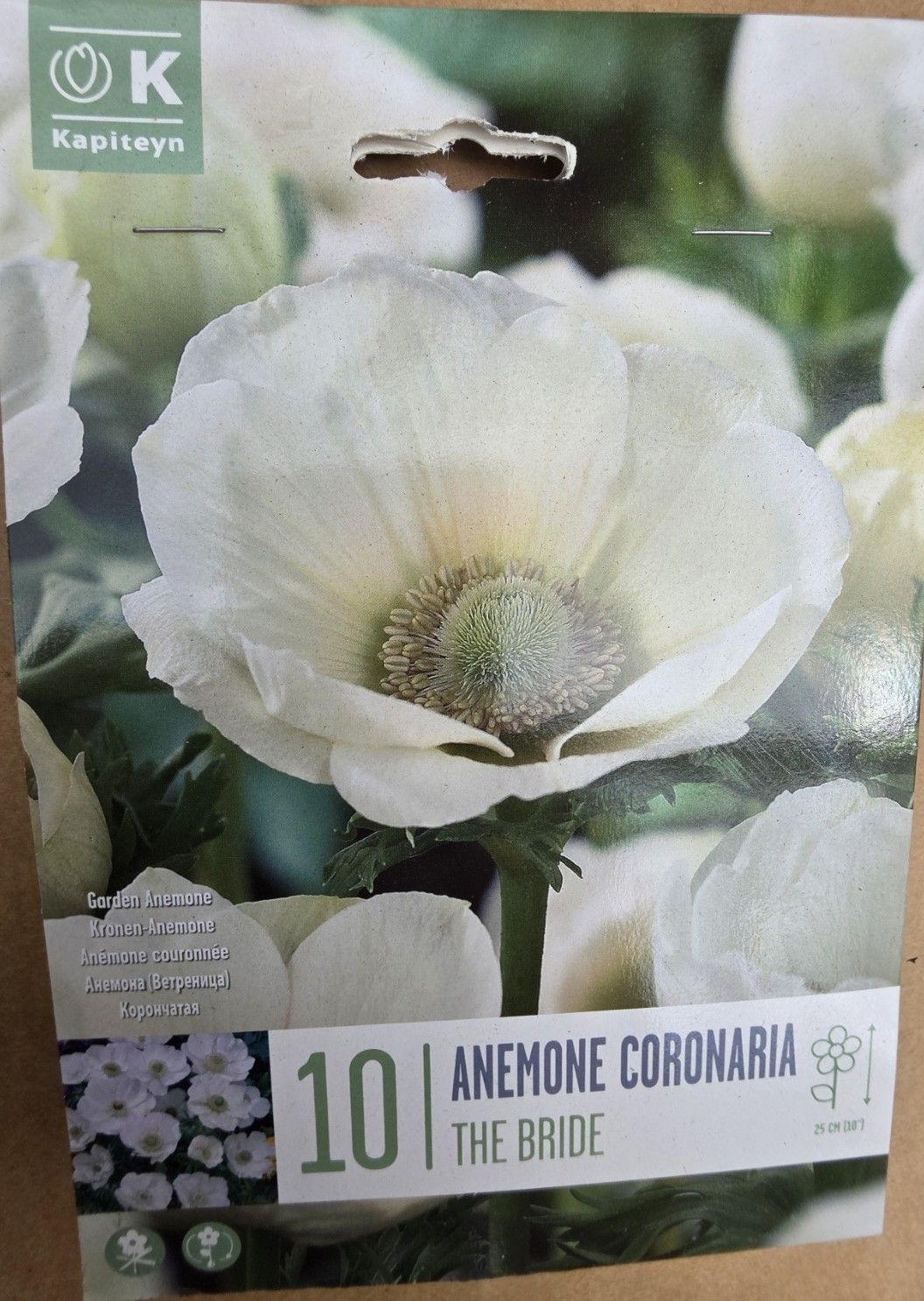 10 Anemone coronaria ''The Bride''