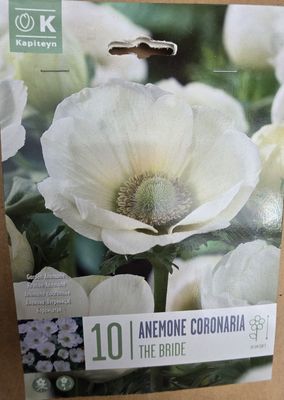 10 Anemone coronaria ''The Bride''