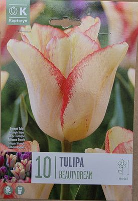 10 Tulip ''Beautydream''