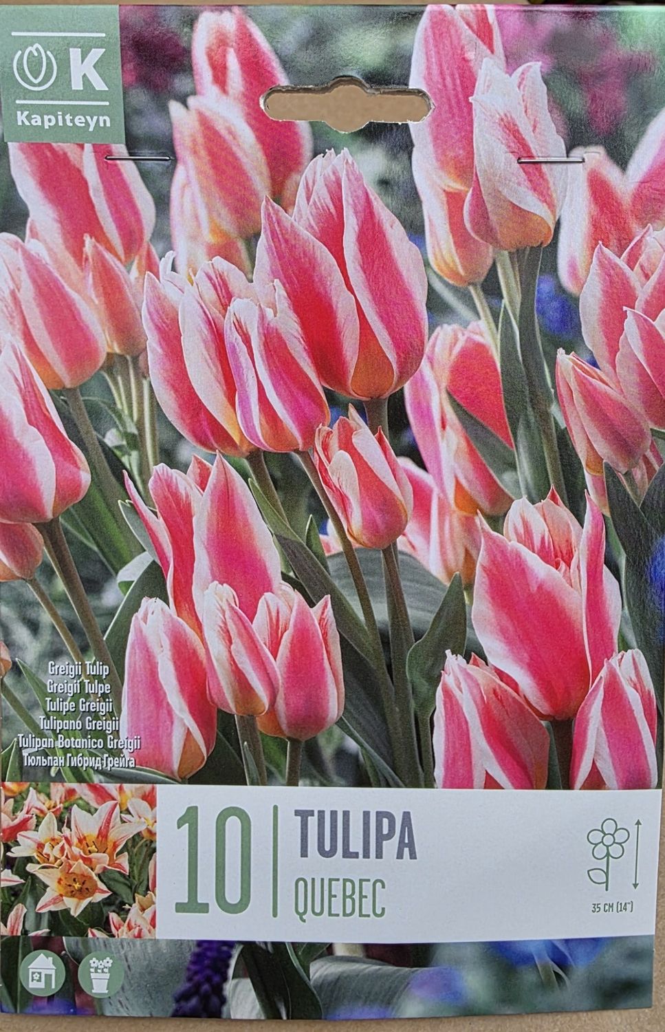 10 Tulip ''Quebec''
