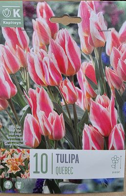 10 dwarf Tulip ''Quebec''