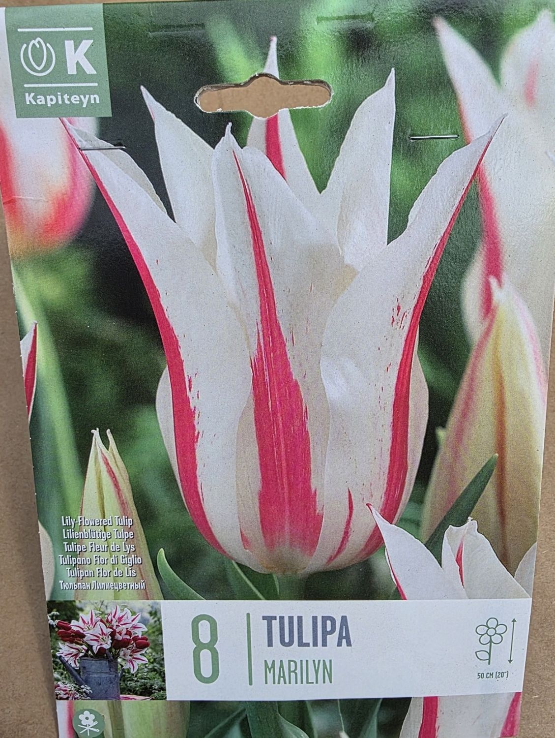 8 Tulip ''Marilyn''