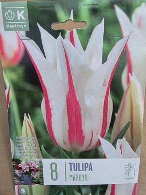 8 Tulip ''Marilyn''