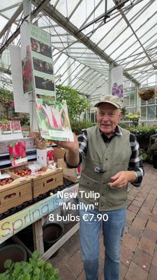 8 Tulip ''Marilyn''