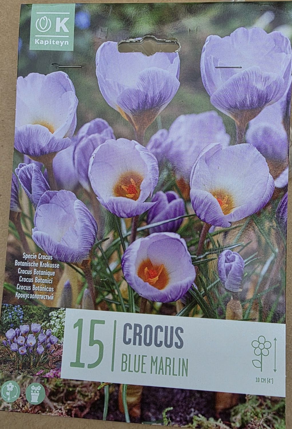 15 Crocus ''Blue Marlin''