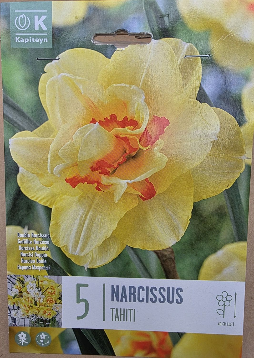5 Narcissus ''Tahiti''