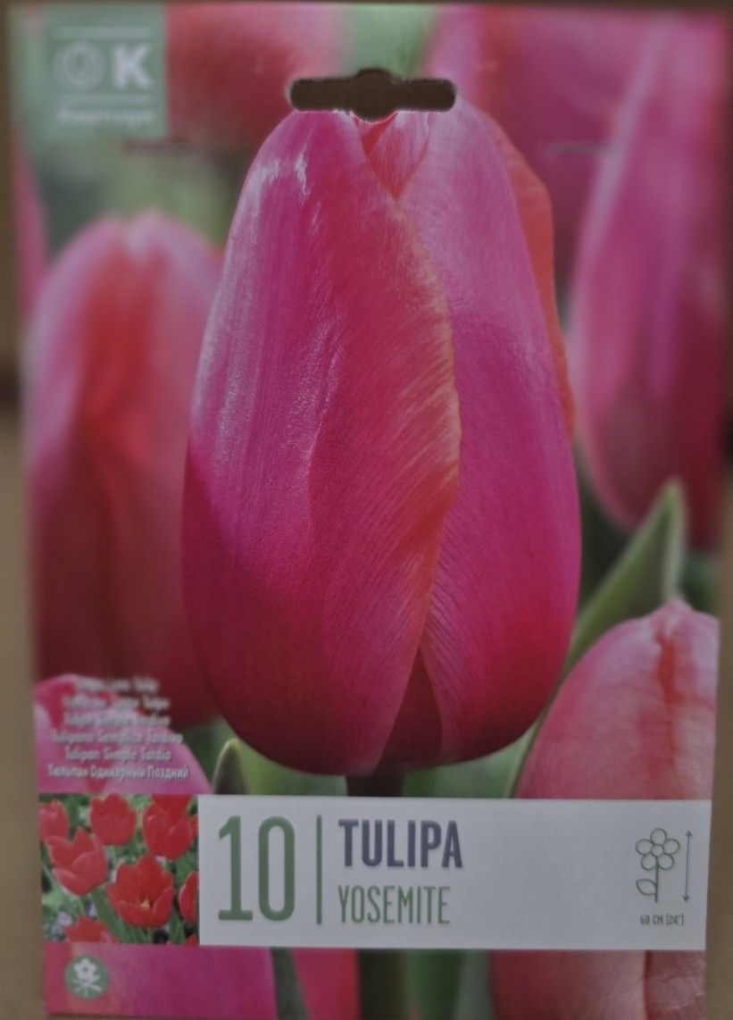 10 Tulip ''Yosemite''