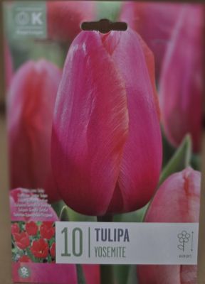 10 Tulip ''Yosemite''