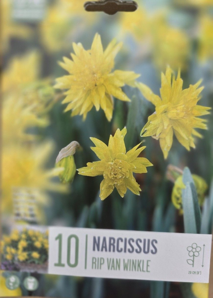 10 Narcissus ''Rip  Van Winkle''