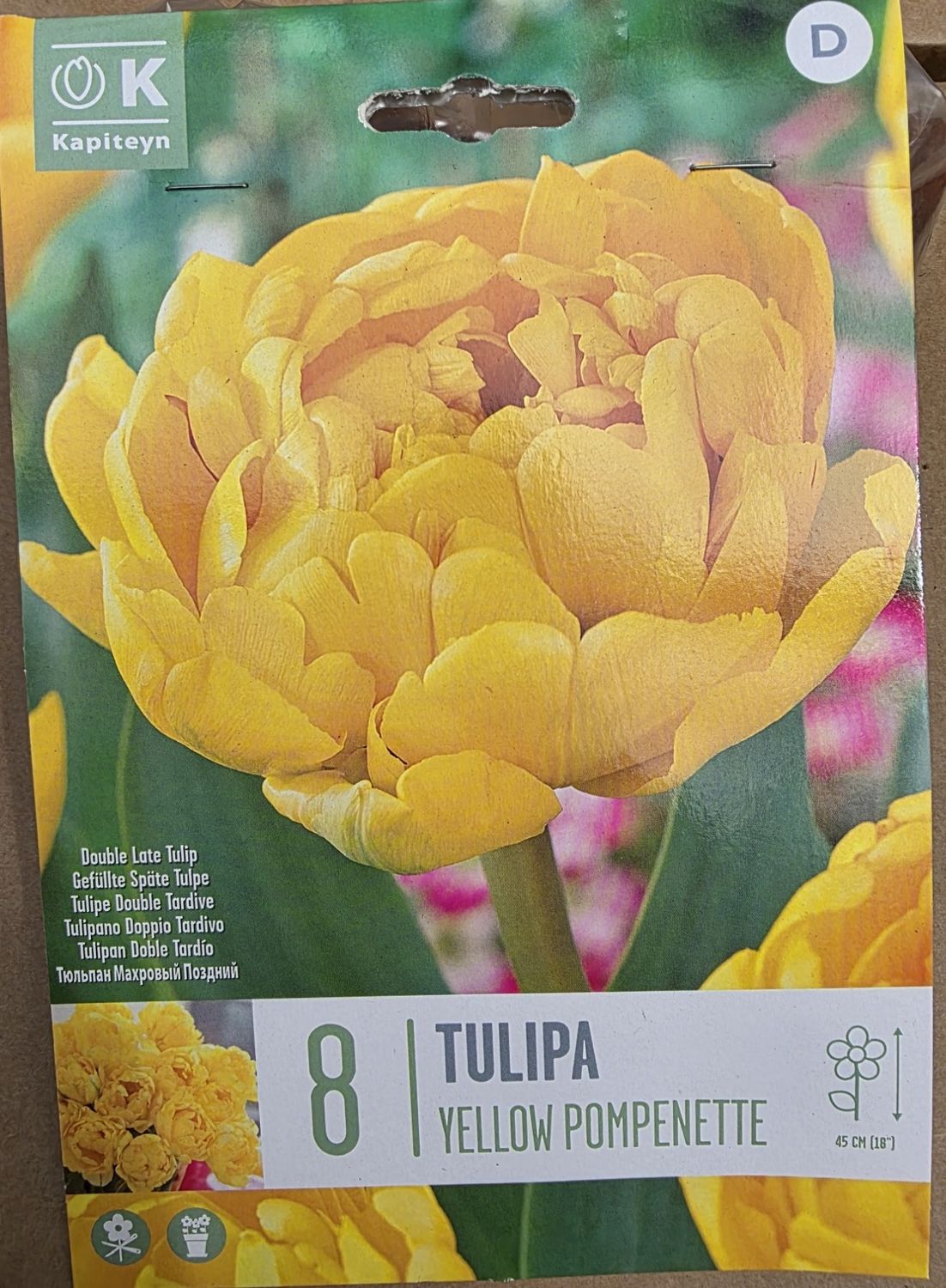 8 Tulip ''Yellow Pompenette''