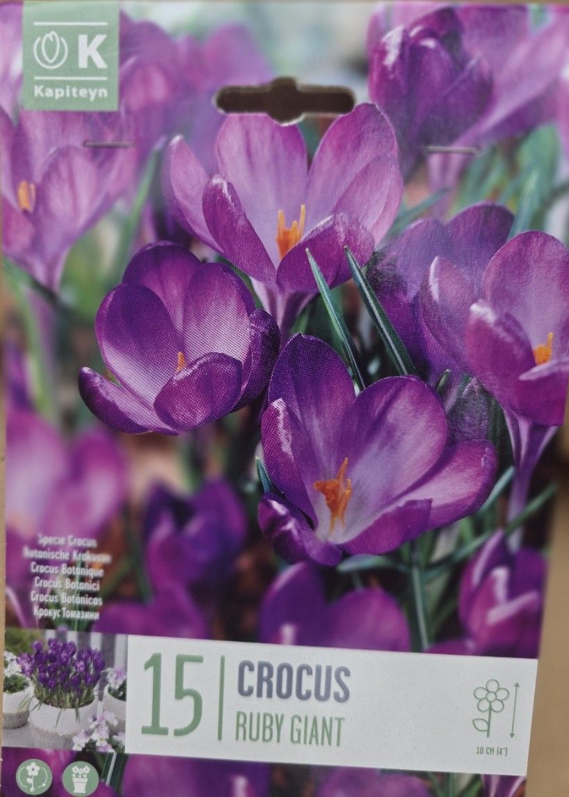 15 Crocus ''Ruby Giant''