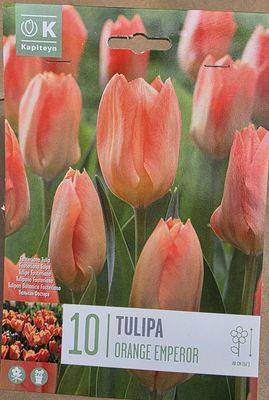 10 Tulip''Orange Emperor''