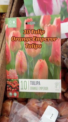 10 Tulip''Orange Emperor''