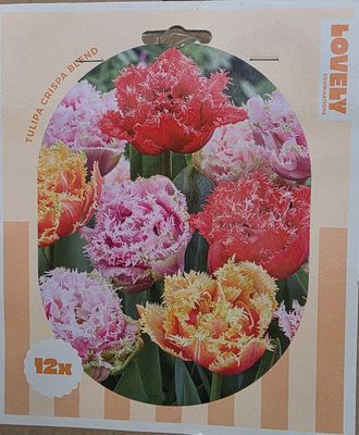 12 Tulips -Crispa Blend