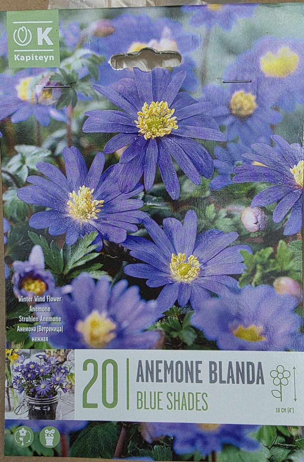 20 Anemone blanda ''Blue Shades''