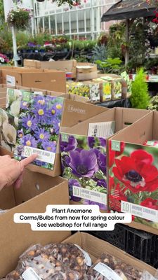 20 Anemone blanda ''Blue Shades''