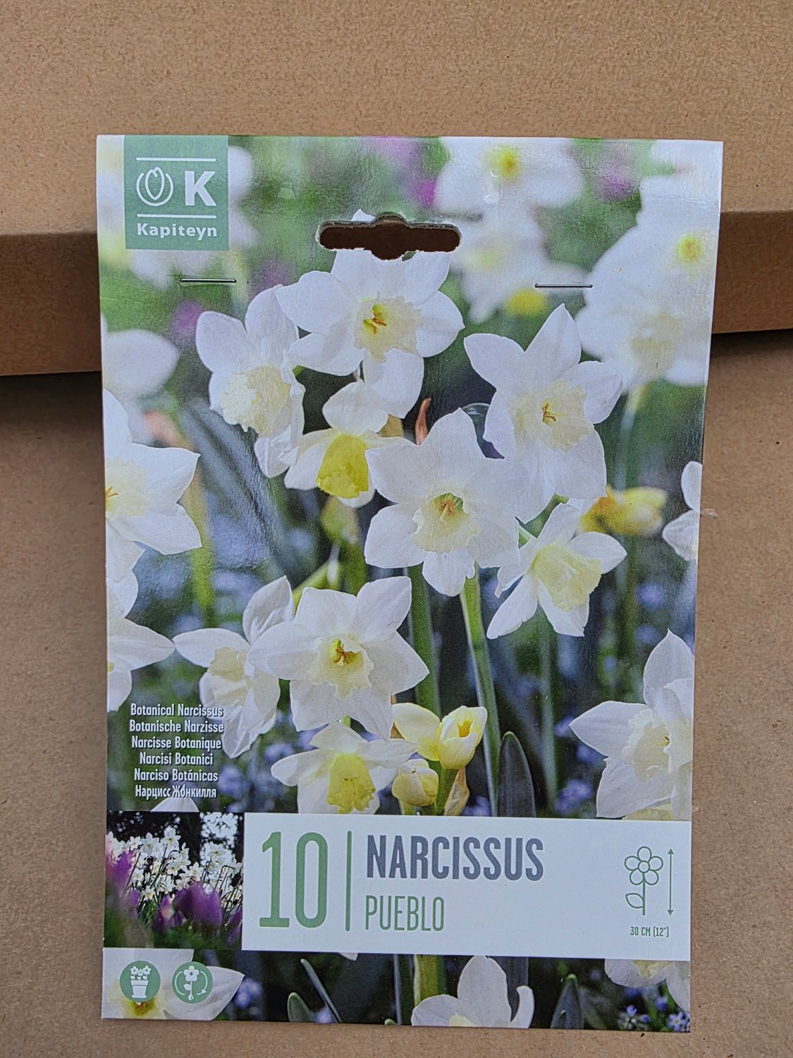 10 Narcissus''Pueblo''