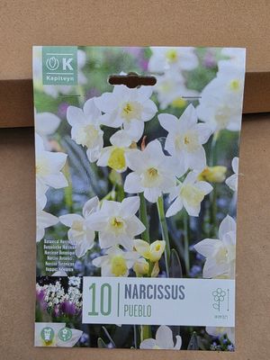 10 Narcissus''Pueblo''