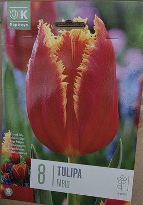 8 Tulip ''FABIO''
