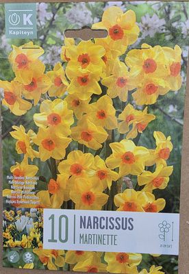 10 Narcissus ''Martinette''