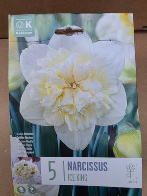 5 Narcissus''Ice King''