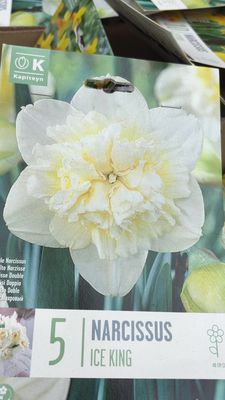 5 Narcissus''Ice King'' Daffodil Ice King