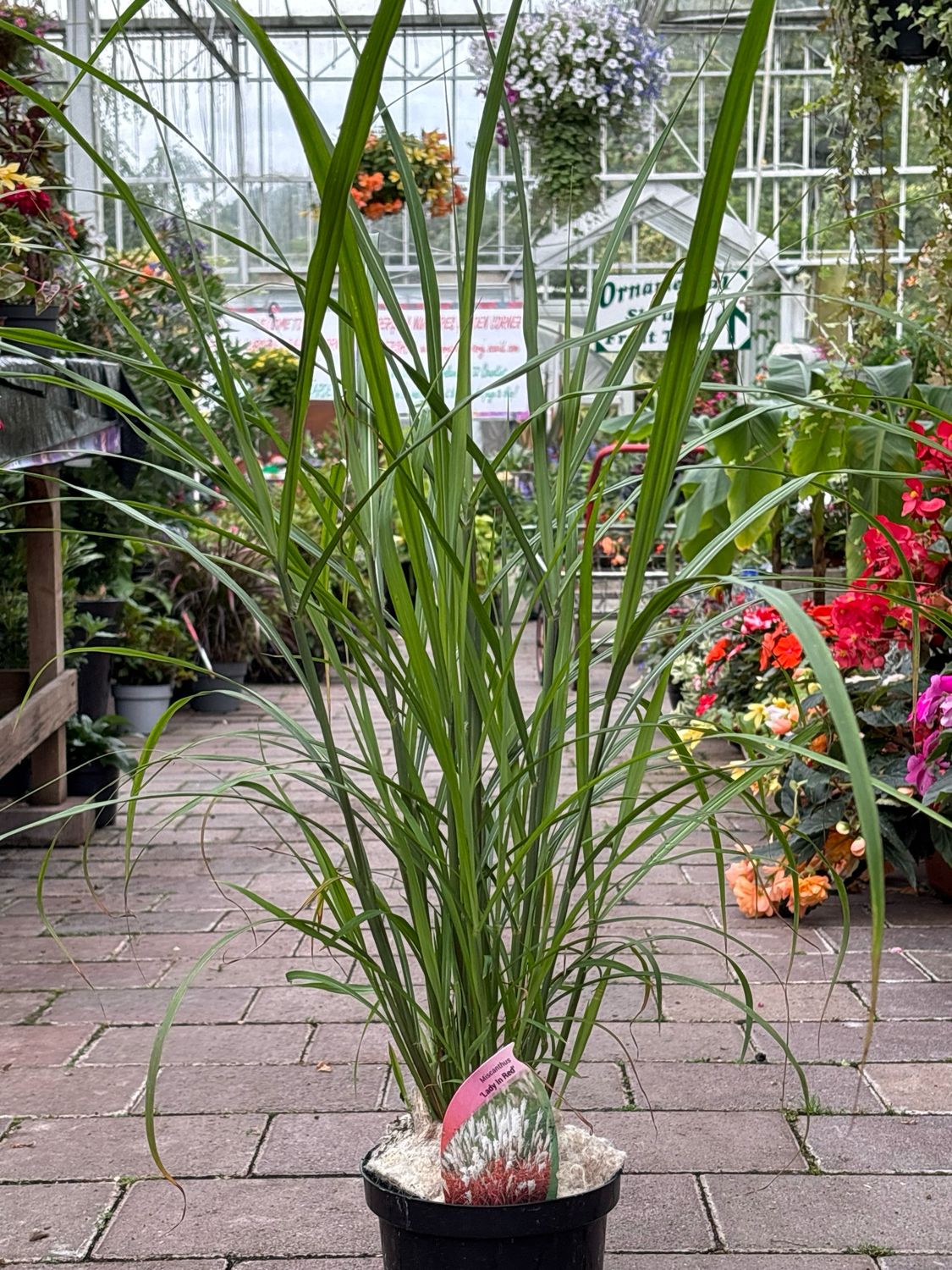 Miscanthus Lady In Red