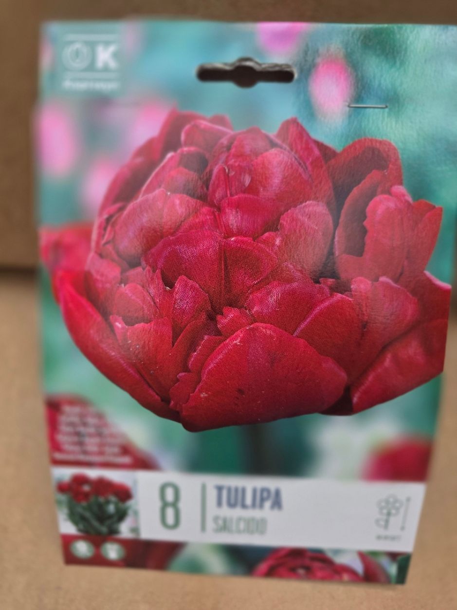 8 Tulip ''Salcido''