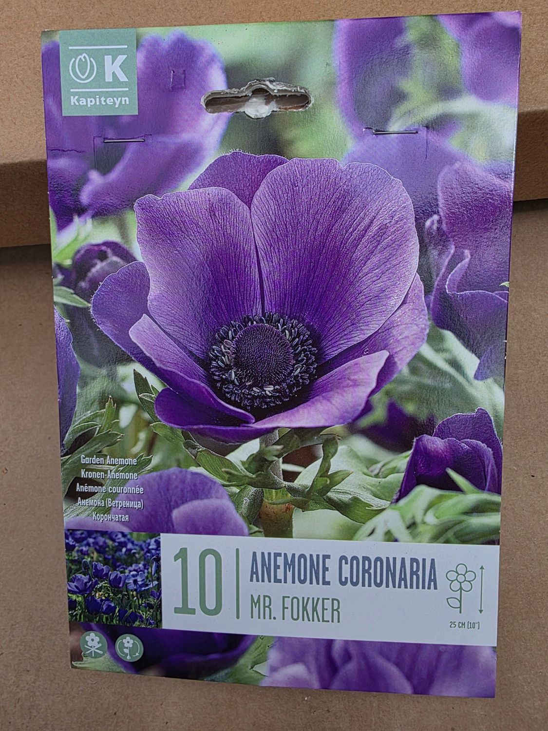 10 Anemone coronaria ''Mr.Fokker''