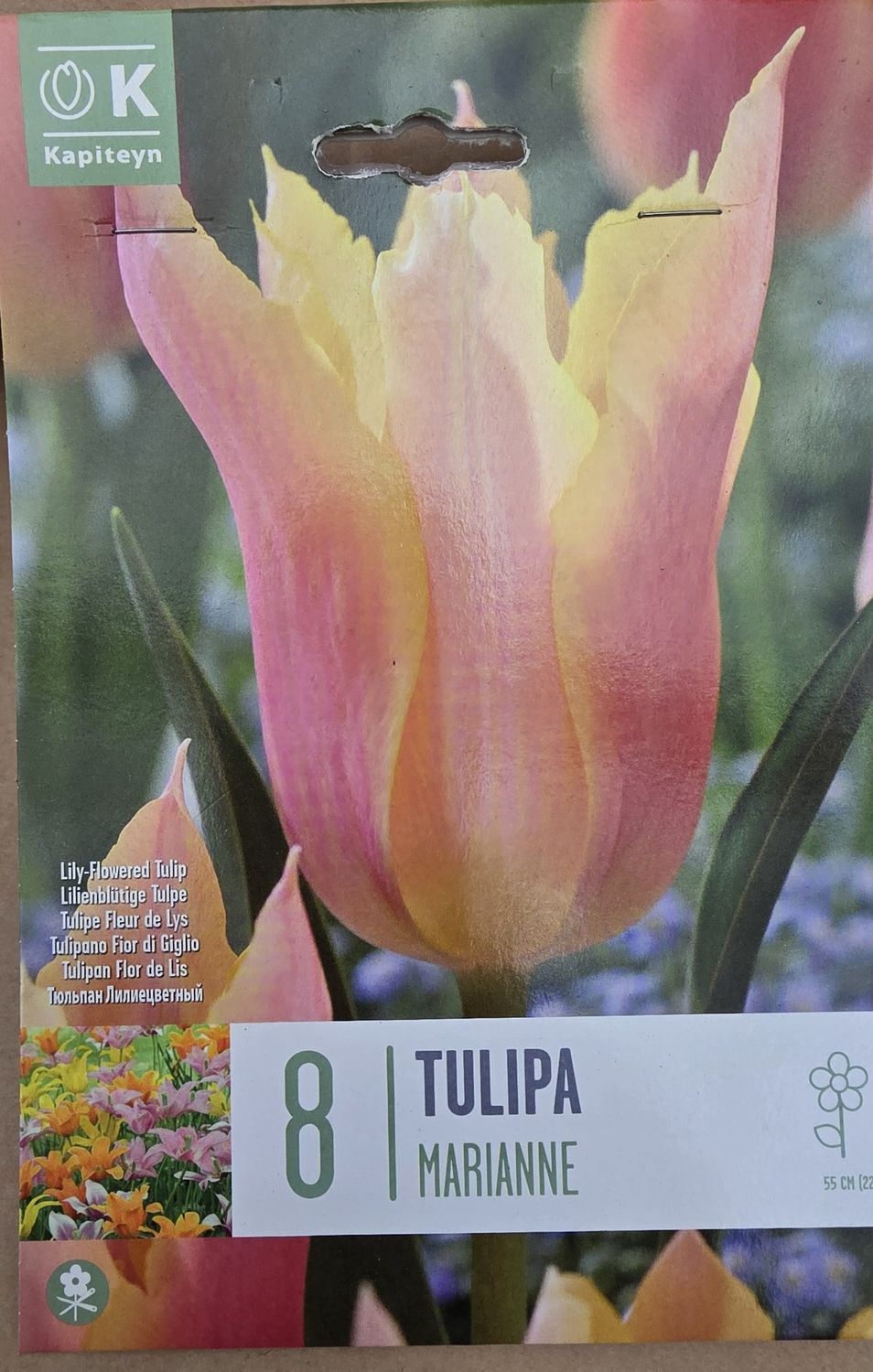8 Tulip ''Marianne''