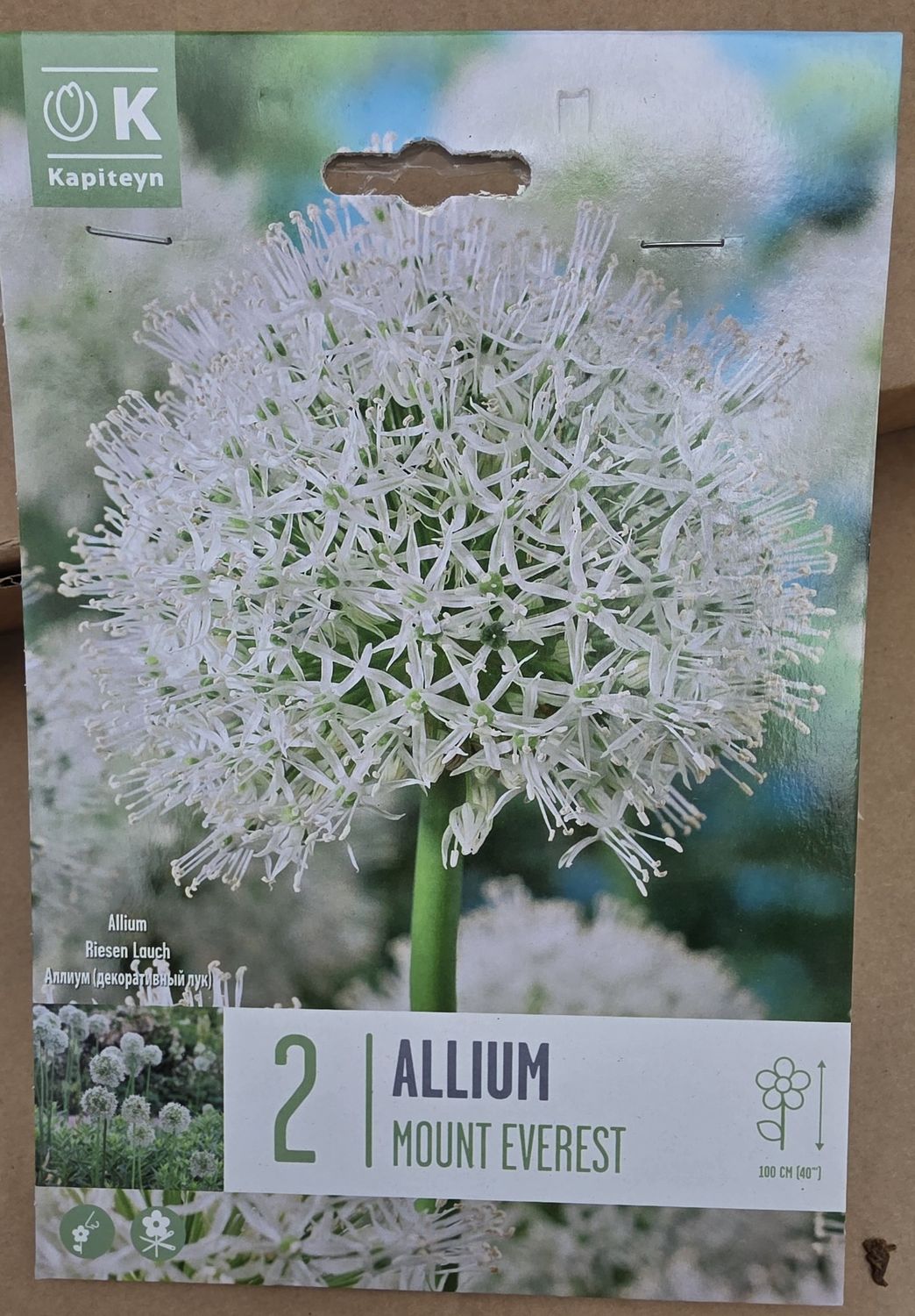 2  Allium ''Mount Everest''