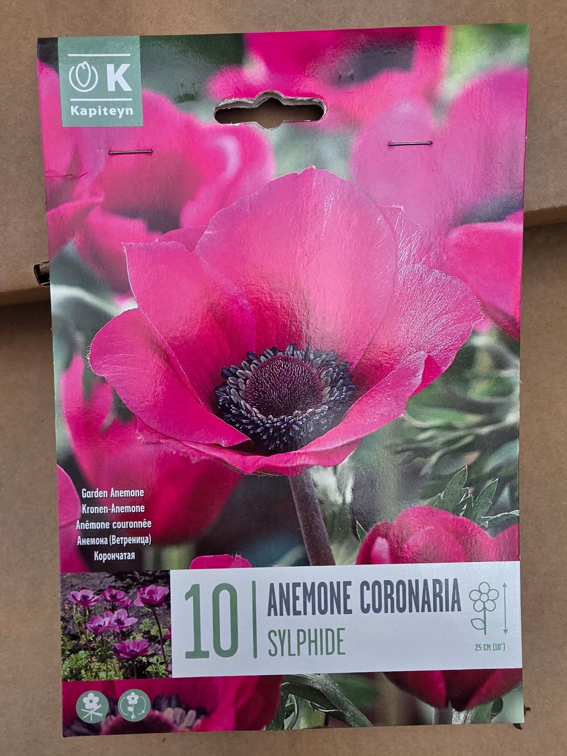 10 Anemone coronaria '' Sylphide''