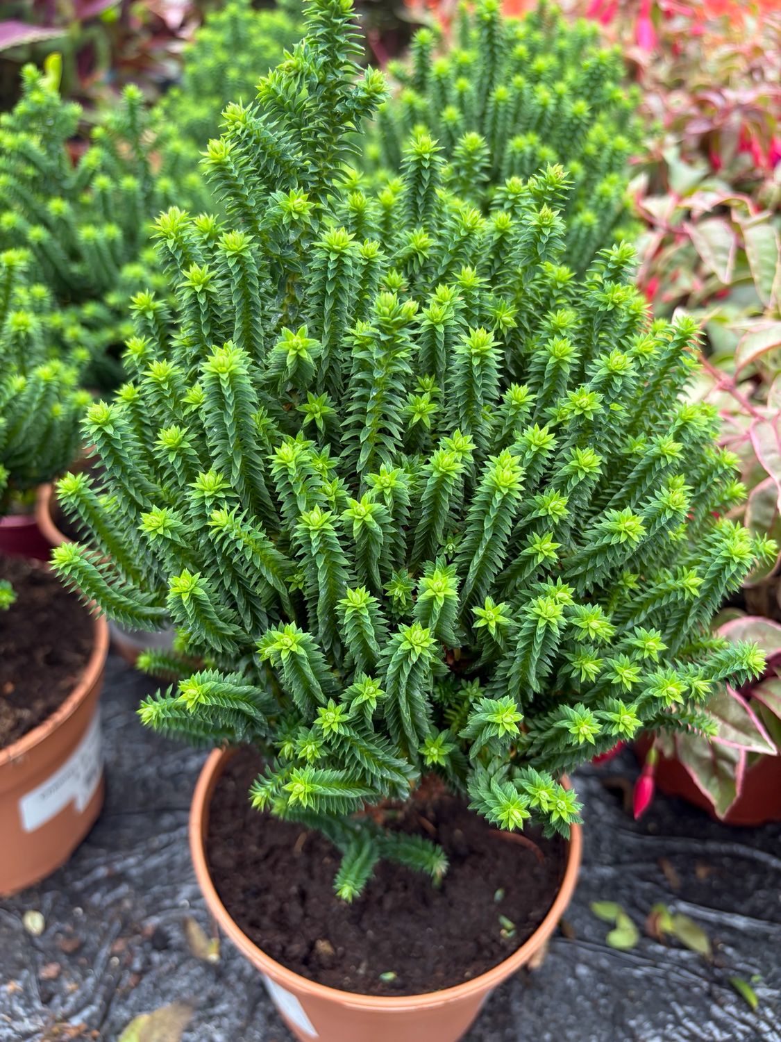 CHAMAECYPARIS EL PASO ..new dwarf evergreen conifer that looks like a cactus. Happy indoors or in pots and containers outdoors