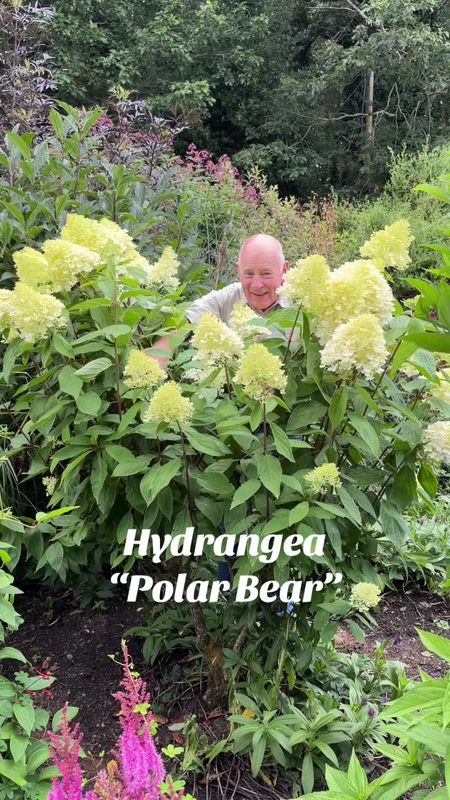 CHAMAECYPARIS EL PASO ..new dwarf evergreen conifer that looks like a cactus. Happy indoors or in pots and containers outdoors