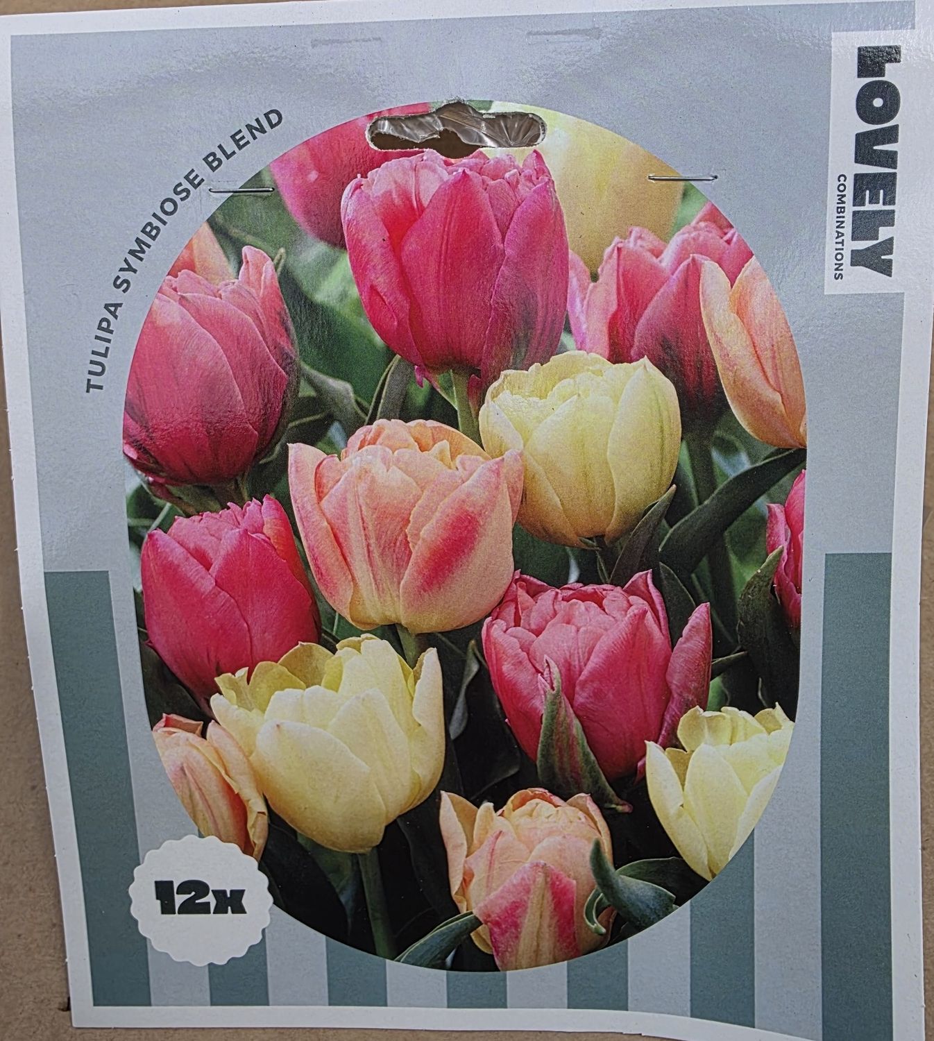 12 tulip 'Symbiose Blend' Pastel Shades