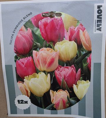 12 tulip 'Symbiose Blend' Pastel Shades