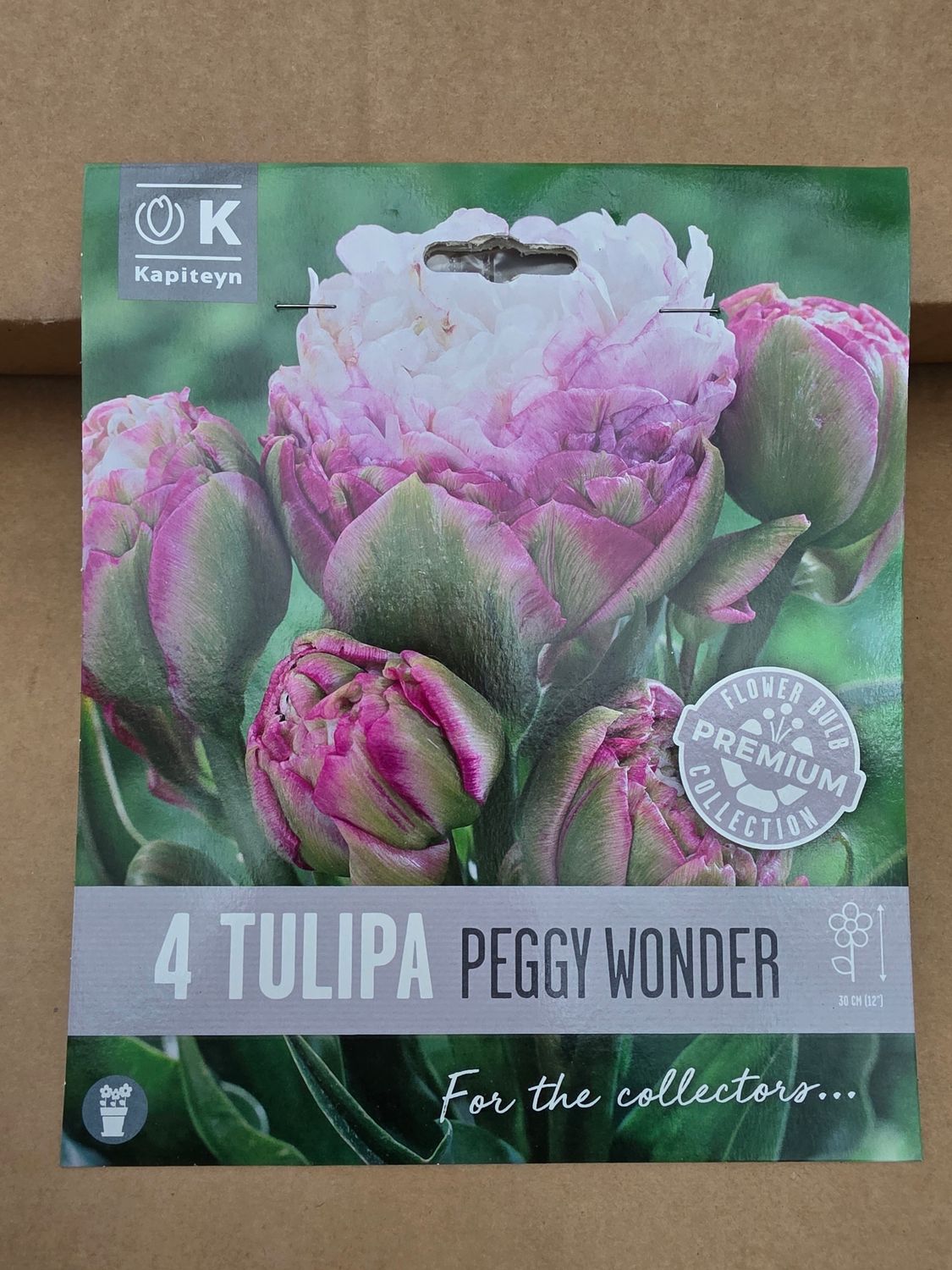 4 Tulip ''Peggy Wonder''