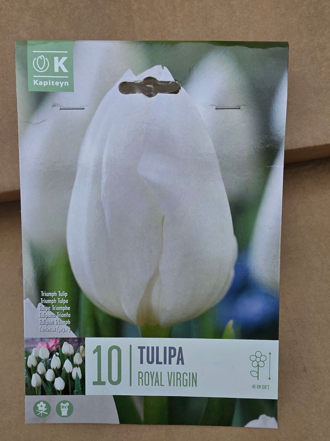 10 Tulip ''Royal Virgin''