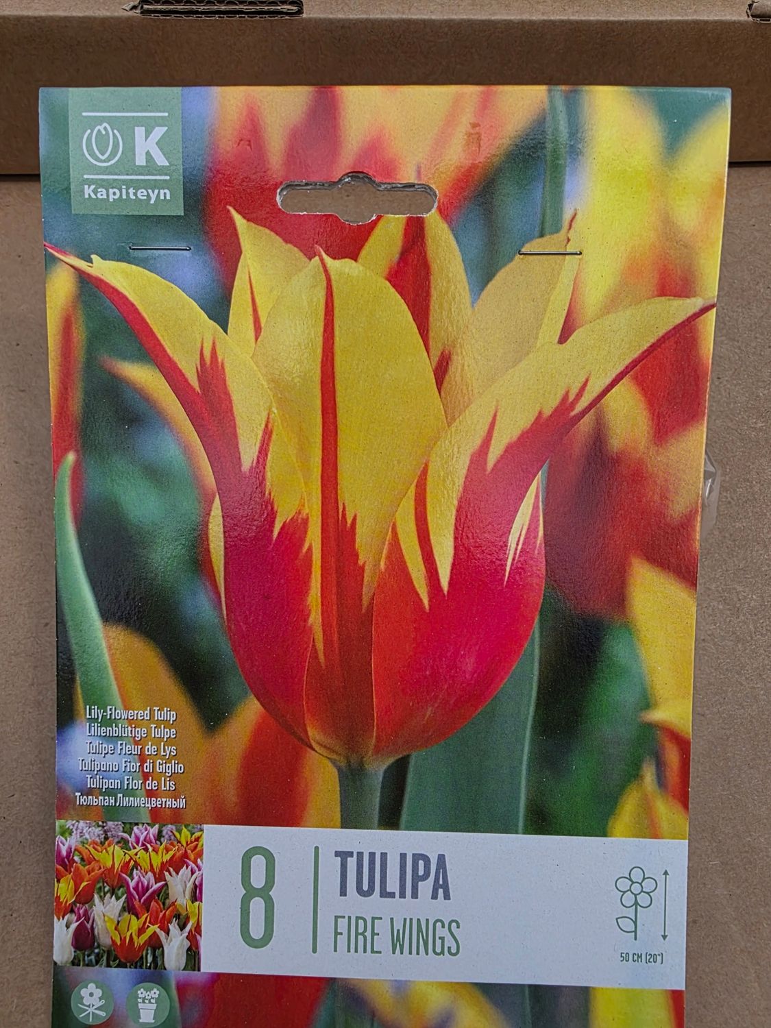 8 Tulip ''Fire Wings''
