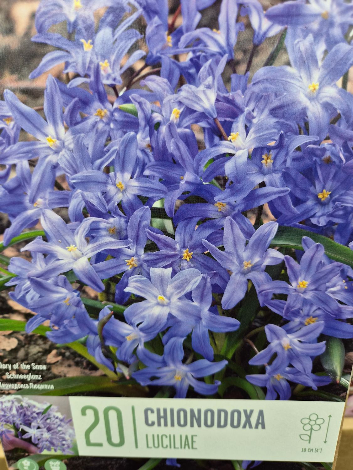 20 Chionodoxa Luciliae