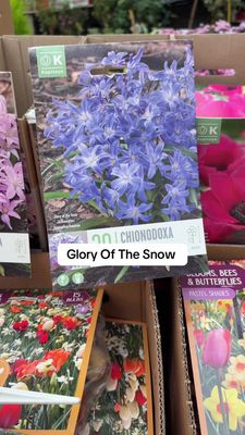 20 Chionodoxa Luciliae Glory Of The Snow